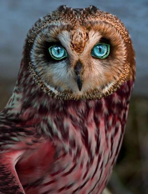 owl face.jpg